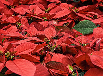 Poinsettia