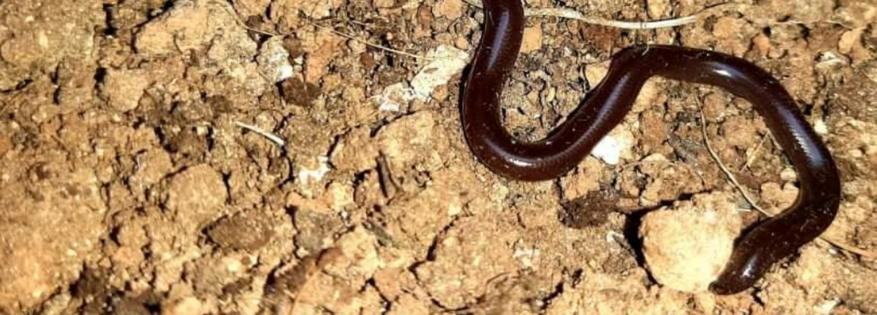 A new snake species in Malta: An alien reptile that may become invasive