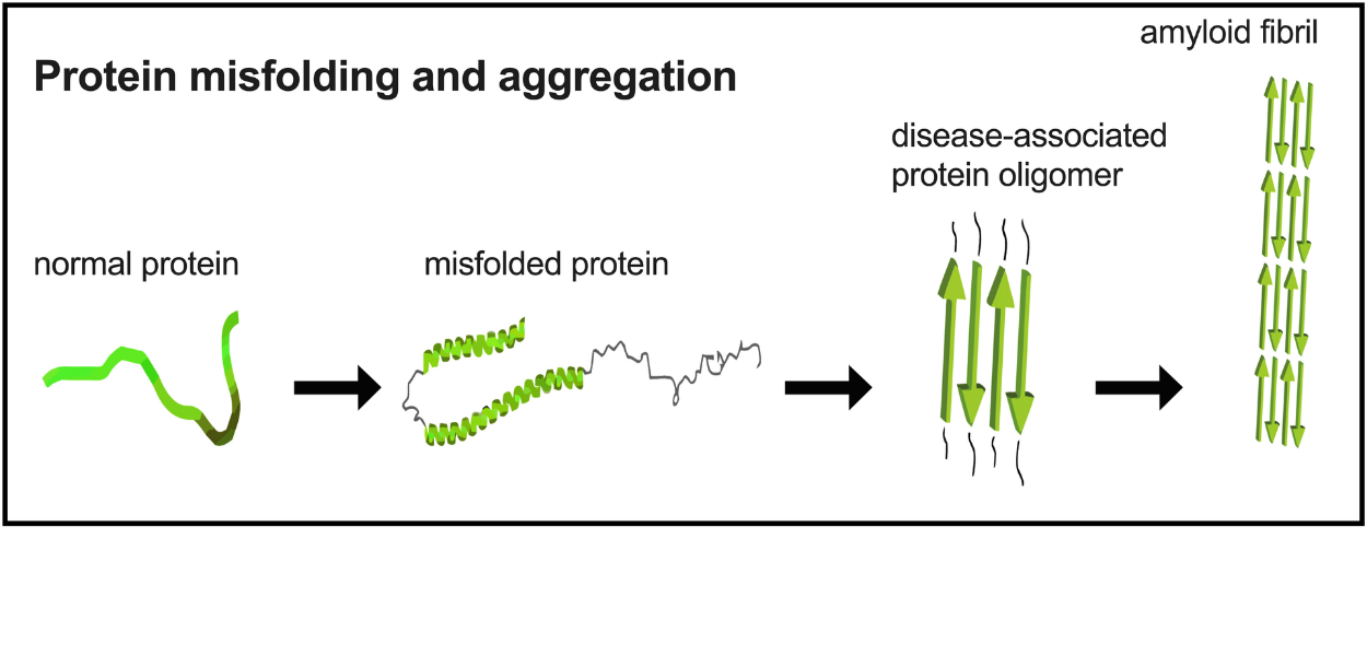 amyloid fibril