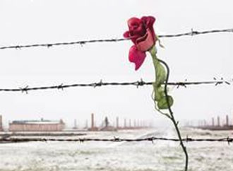 flower and barbed wire