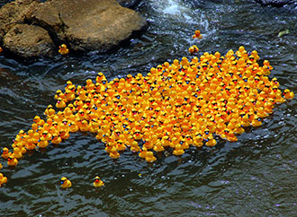 Rubber ducks in the ocean