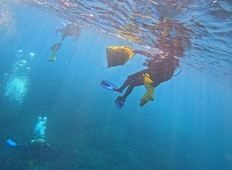 reforesting endemic seagrass