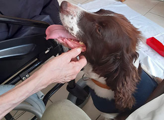 A dog and a hand of a person on a wheelchair