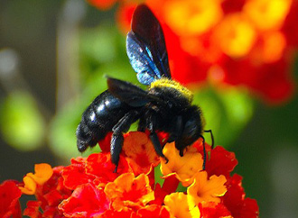 ERGA - Carpenter Bee