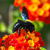 ERGA - Carpenter Bee