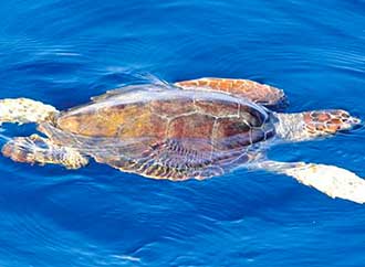 Turtle, fresh water crab and flatworm