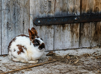 malta rabbit farms