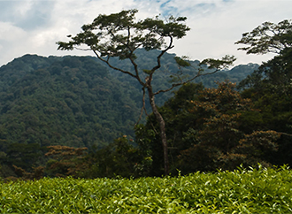 Mountains and vegetation