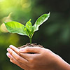 Hand holding young plant with sunlight on green nature background - concept eco earth day