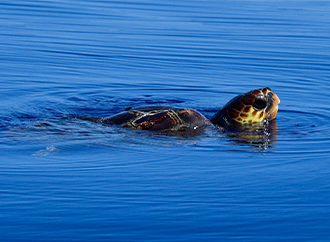 Conservation research and applications aiding marine biodiversity and vulnerable species