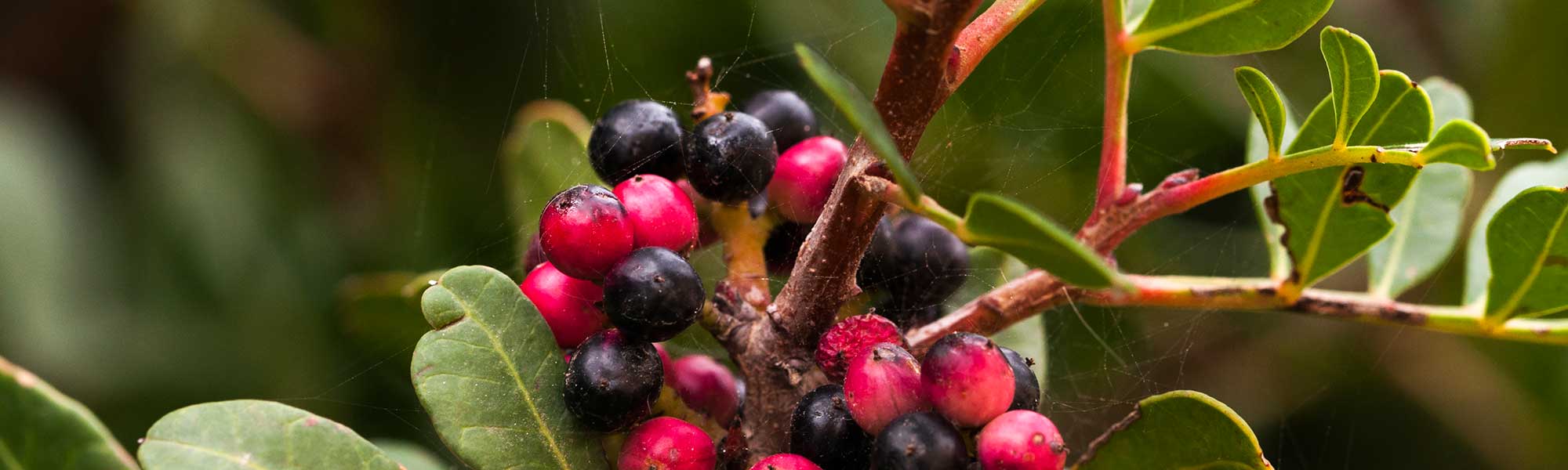 A photo of some redberries and blackberries
