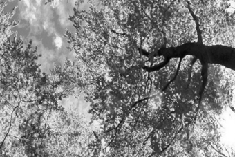 black and white tree canopy