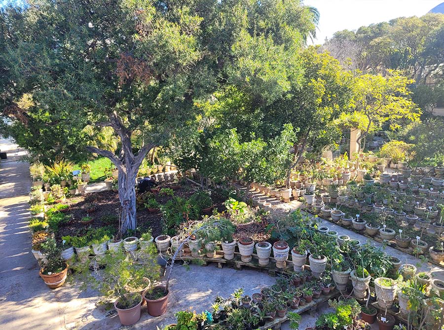 Showing the Argan tree